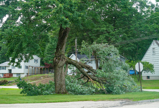 The Steps Involved in Our Tree Care Process in Nesquehoning, PA